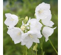 Plant Theory Alba Peach Leaved Bellflower Perennials Flowering Plants Campanula 2L Pot