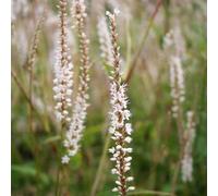 Plant Theory Alba Persicaria Perennials Flowering Plants Bistorta Amplexicaulis 2L Pot