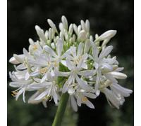 Plant Theory Albus African Lily Perennials Flowering Plants Agapanthus Africanus 2L Pot