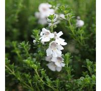Plant Theory Alpine Mint Bush Outdoor Shrub Plant Prostanthera Cuneata 2L Pot in Green Plant Theory Green