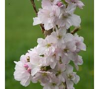 Plant Theory Amanogawa Flowering Cherry Blossom Tree Ornamental Prunus 9L Pot 1.8m - 2.1m in Green Plant Theory Green