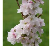 Plant Theory Amanogawa Flowering Cherry Blossom Tree Outdoor Prunus 12L Pot 1.2M - 1.5M