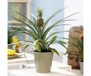 Plant Theory Ananas Comosus Pineapple Live 40Cm Plant Houseplant 12Cm Pot