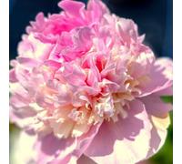 Plant Theory Angel Cheeks Peony Perennials Flowering Plants Paeonia Lactiflora 4L Pot