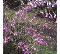 Plant Theory Angel's Fishing Rod Perennials Flowering Plants Dierama Pulcherrimum 1L Pot in Green Plant Theory Green