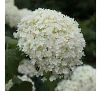 Plant Theory Annabelle Sevenbark Outdoor Shrub Plant Hydrangea Arborescens 2L Pot