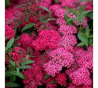 Plant Theory Anthony Waterer Japanese Spiraea Shrub Plant Spiraea Japonica 2L Pot