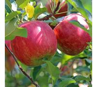 Plant Theory Apple Beauty Of Bath Edible Dessert Apple Outdoor Fruit Tree Bare Root 1.2M