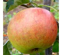 Plant Theory Apple Blenheim Orange Edible Dessert Apple Outdoor Fruit Tree 9L Pot 1.2M - 1.5M