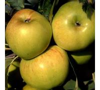 Plant Theory Apple Bountiful Cooking Apple Outdoor Fruit Tree 12L Pot 1.5M