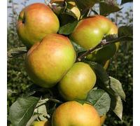 Plant Theory Apple Bramley Cooking Fruiting Outdoor Fruit Tree 11.5L Pot M27 Rootstock 1.2m in Green Plant Theory Green