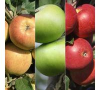 Plant Theory Apple Bramley Pippin Scrumptious Family Apple Outdoor Fruit Tree 12L Pot 1.5M