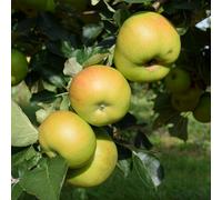 Plant Theory Apple Bramley's Seedling Cooking Outdoor Fruit Tree 9L Pot 1.2M