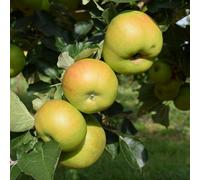 Plant Theory Apple Bramley's Seedling Cooking Outdoor Fruit Tree Bare Root 1.2M