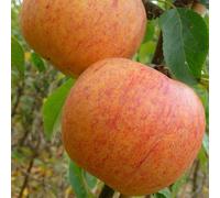 Plant Theory Apple Charles Ross Edible Dessert Apple Outdoor Fruit Tree 9L Pot 1.2m in Green Plant Theory Green