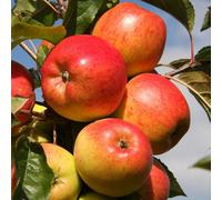 Plant Theory Apple Christmas Pippin Edible Cooking Apple Outdoor Fruit Tree 11.5L Pot 1.2M