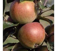 Plant Theory Apple Dabinett Cider Apple Outdoor Fruit Tree 12L Pot Half Standard