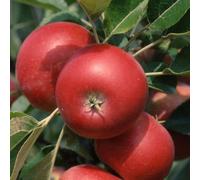 Plant Theory Apple Discovery Edible Dessert Apple Outdoor Fruit Tree 9L Pot 1.2M