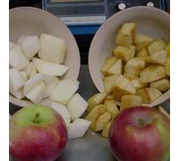 Plant Theory Apple Eden Edible Cooking Fruiting Outdoor Fruit Tree 12L Pot M26 Rootstock 1.5m in Green Plant Theory Green