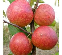 Plant Theory Apple Falstaff Edible Dessert Apple Outdoor Fruit Tree 9L Pot 1.5M