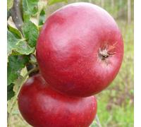 Plant Theory Apple Fiesta Edible Dessert Apple Outdoor Fruit Tree Bare Root 1.2M