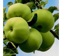 Plant Theory Apple Grenadier Cooking Fruiting Outdoor Fruit Tree 9L Pot mm106 Rootstock 1.5M