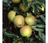 Plant Theory Apple Herefordshire Russet Edible Dessert Apple Outdoor Fruit Tree 11.5L 1.2M