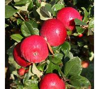 Plant Theory Apple Red Devil Edible Dessert Apple Outdoor Fruit Tree 12L Pot 1.5M