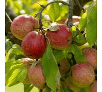Plant Theory Apple Red Falstaff Edible Dessert Apple Outdoor Fruit Tree 11.5L Pot 1.2M