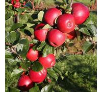 Plant Theory Apple Red Windsor Edible Dessert Apple Outdoor Fruit Tree 11.5L Pot 1.2m in Green Plant Theory Green