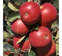 Plant Theory Apple Scrumptious Edible Dessert Apple Outdoor Fruit Tree 11.5L Pot 1.2M