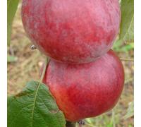 Plant Theory Apple Spartan Edible Dessert Apple Outdoor Fruit Tree 12L Pot 1.5M