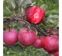 Plant Theory Apple Tickled Pink Baya Marisa Dessert Apple Outdoor Fruit Tree Bare Root 1.2M in Green Plant Theory Green