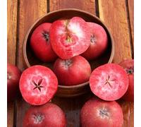 Plant Theory Apple Trinity Cooking Fruiting Outdoor Fruit Tree 12L Pot MM106 Rootstock 1.5m in Green Plant Theory Green