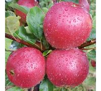 Plant Theory Apple Worcester Pearmain Edible Dessert Apple Outdoor Fruit Tree 11.5L Pot 1.2M