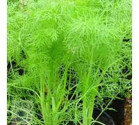 Plant Theory Approx 200 Seeds Fennel Foeniculum Vulgare Herb Seeds