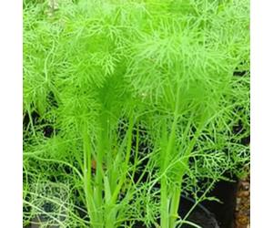 Plant Theory Approx 200 Seeds Fennel Foeniculum Vulgare Herb Seeds