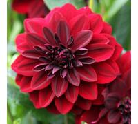 Plant Theory Arabian Night Decorative Dahlia Perennials Flowering Plants Dahlia 3L Pot in Green Plant Theory Green