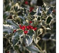 Plant Theory Argentea Marginata Broad Leaved Silver Holly Shrub Plant Ilex Aquifolium 3L Pot