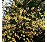 Plant Theory Arnold Promise Witch Hazel Shrub Plant Hamamelis x Intermedia 3L Pot 30cm - 40cm in Green Plant Theory Green