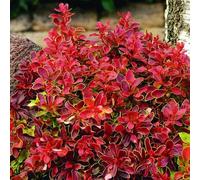 Plant Theory Atropurpurea Admiration Barberry Shrub Plant Berberis Thunbergii 2L Pot