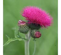 Plant Theory Atropurpureum Brook Thistle Perennials Flowering Plants Cirsium Rivulare 2L Pot