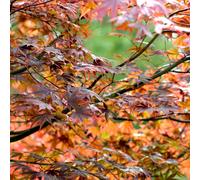 Plant Theory Atropurpureum Japanese Maple Shrub Plant Acer Palmatum 12L Pot 1.0m Grafted in Green Plant Theory Green