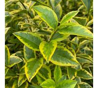 Plant Theory Aureum Oval Leaf Privet Shrub Plant Ligustrum Ovalifolium 2L Pot
