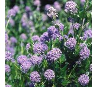 Plant Theory Autumnal Blue Californian Lilac Outdoor Shrub Plant Ceanothus 2L Pot in Green Plant Theory Green