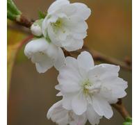 Plant Theory Autumnalis Flowering Cherry Blossom Tree Ornamental Prunus 9L Pot 1.8m - 2m in Green Plant Theory Green