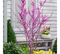 Plant Theory Avondale Chinese Redbud Tree Cercis Canadensis Outdoor Ornamental 3L Pot