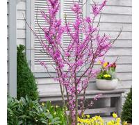 Plant Theory Avondale Chinese Redbud Tree Cercis Canadensis Outdoor Ornamental 3L Pot in Green Plant Theory Green
