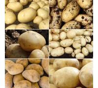 Plant Theory Baby New Potato Collection Seeds