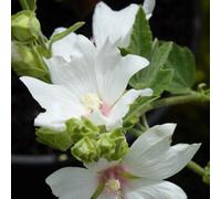Plant Theory Barnsley Baby Mallow Outdoor Shrub Plant Malva X Clementii 2L Pot